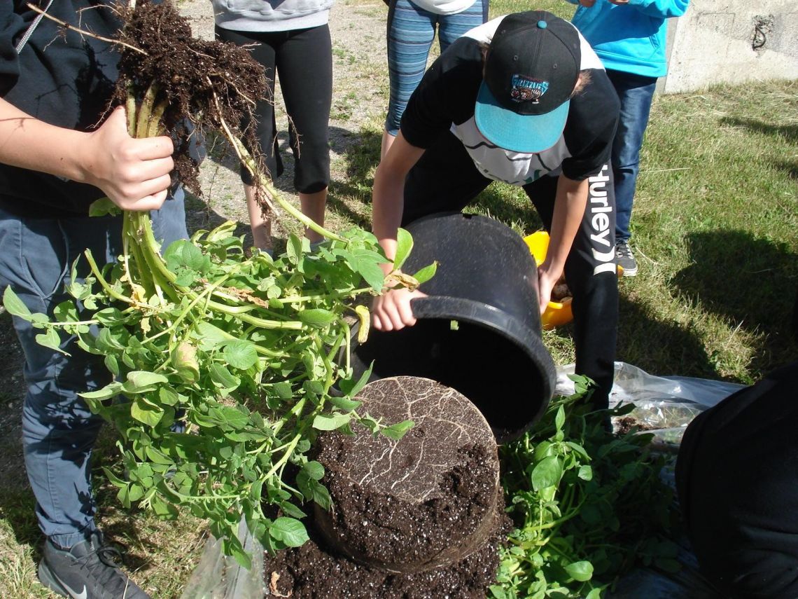 Home Economics 8 & Grade 9 students harvesting their Spuds in Tubs