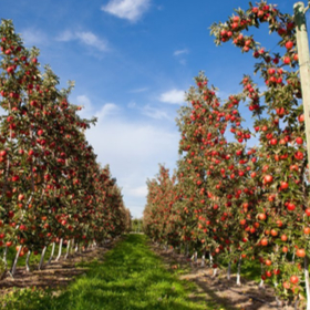 Spotlight on Apples