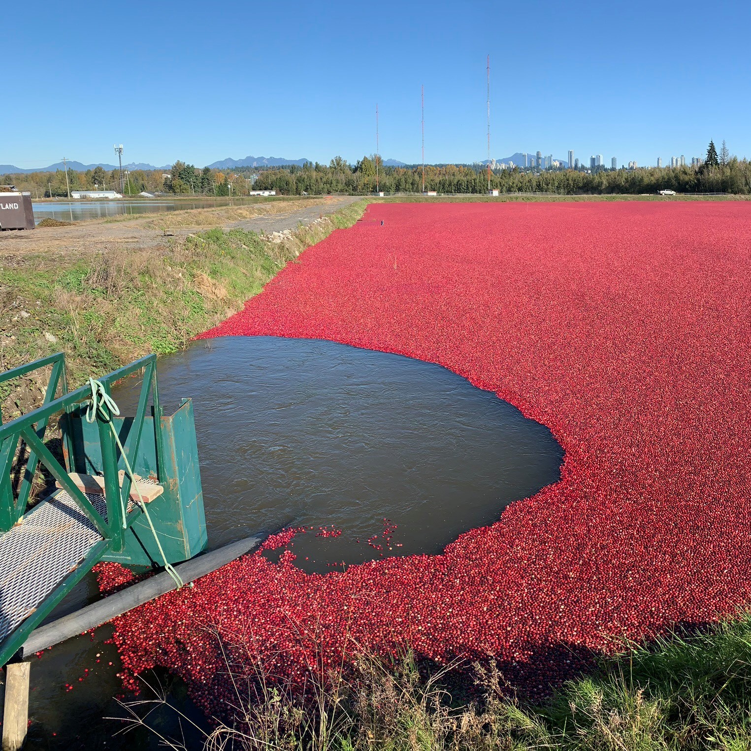 Spotlight Series on Cranberries