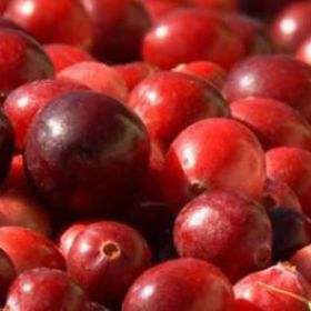 Spotlight Series on Cranberries
