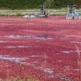 Spotlight Series on Cranberries