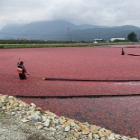 Spotlight Series on Cranberries