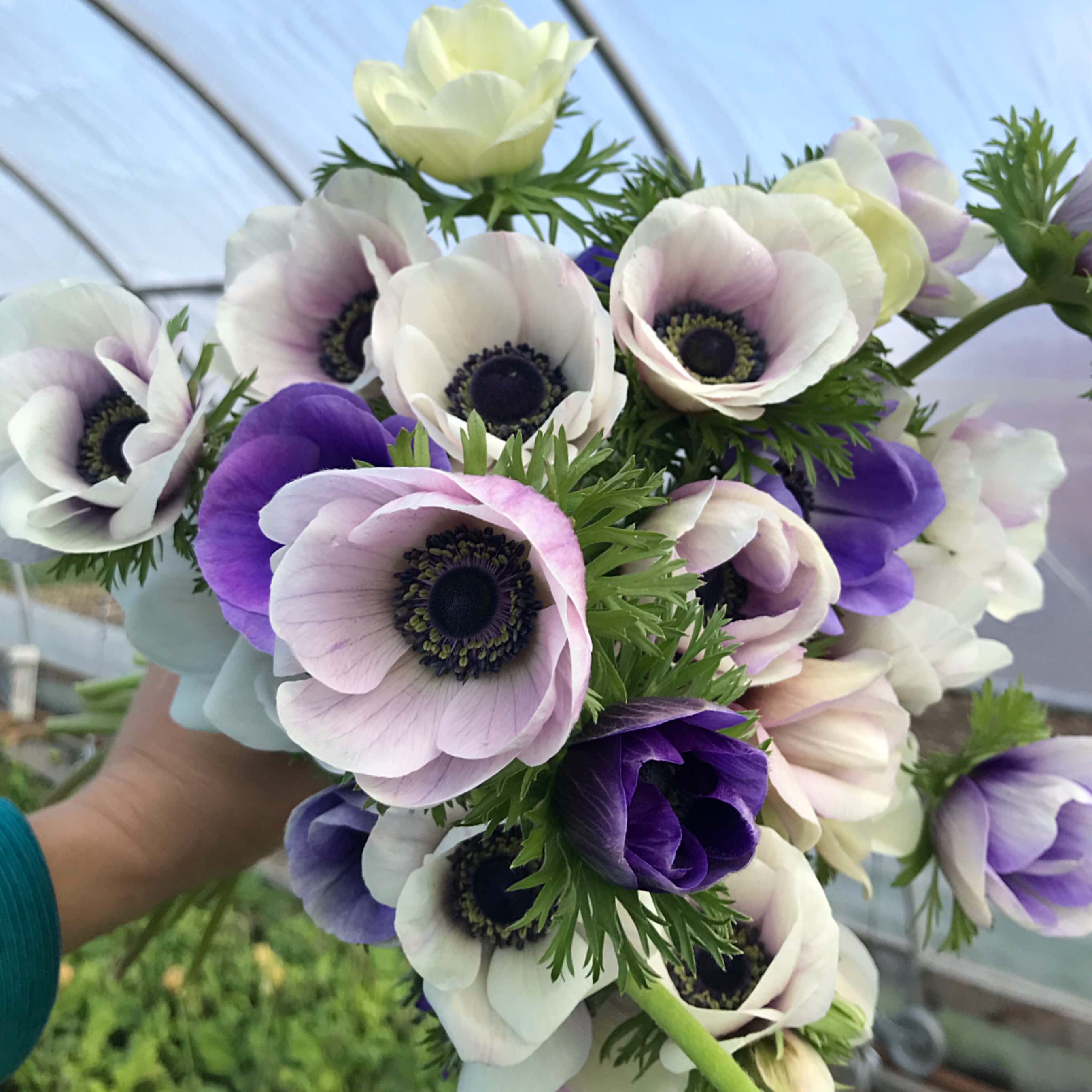 River and Sea Flowers