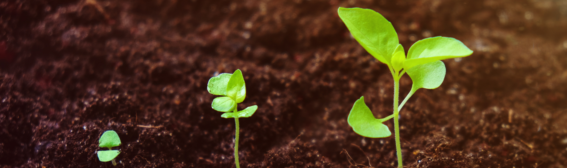 The Great Basil Grow-A-Thon