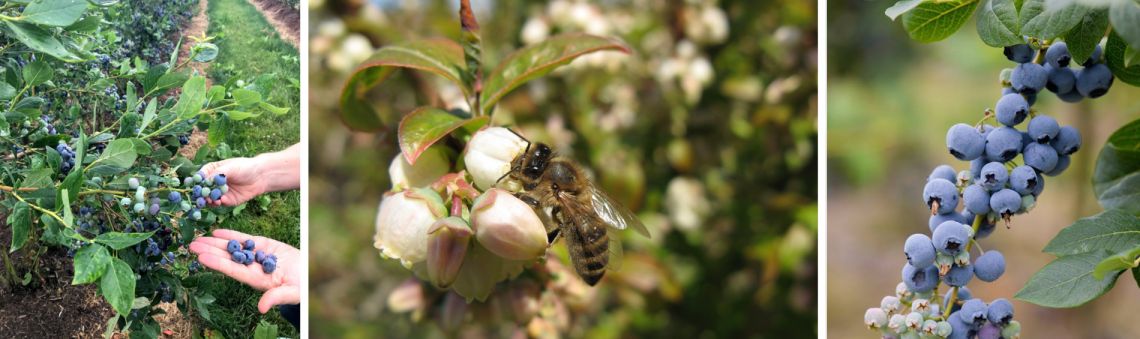 Spotlight on Blueberries