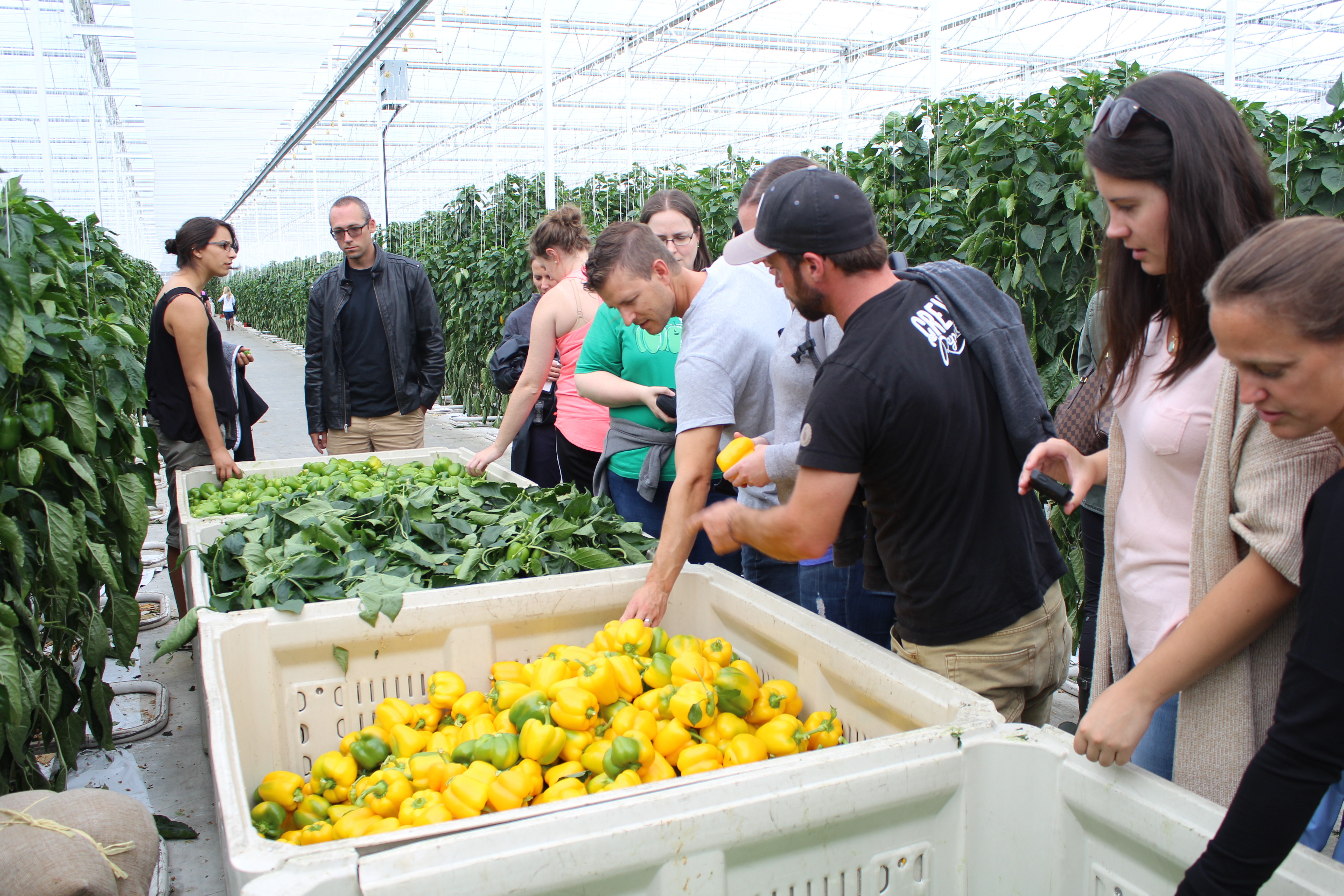 Greenhouse%20Tours.JPG