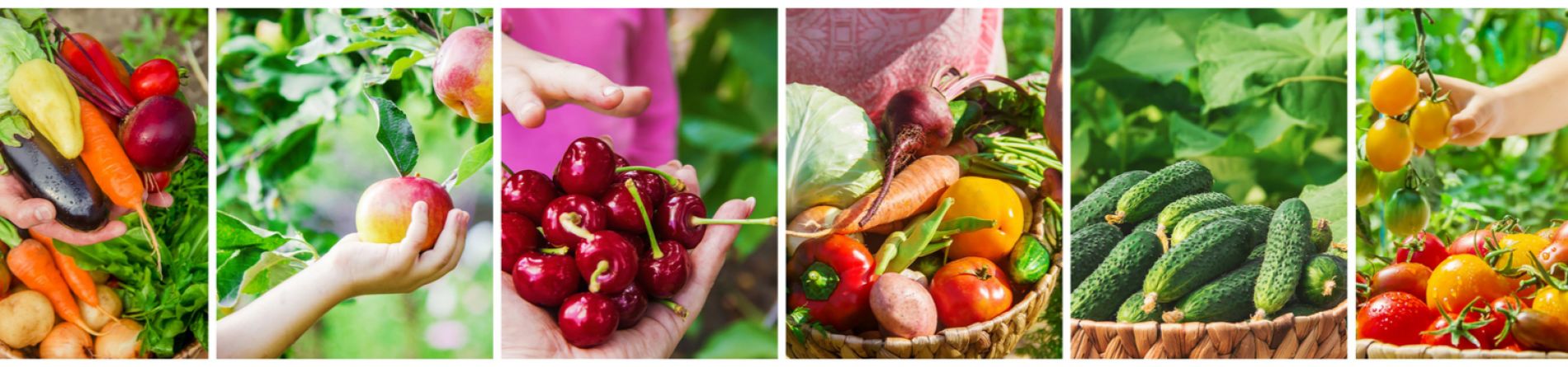 Food Gratitude Activity