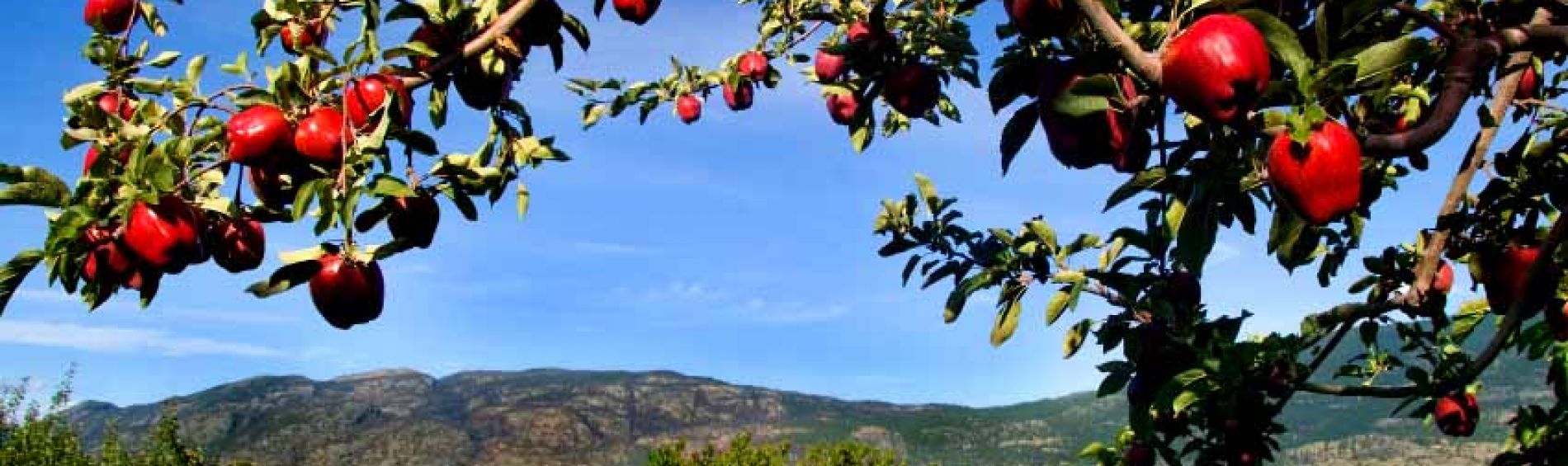 Apple Orchard