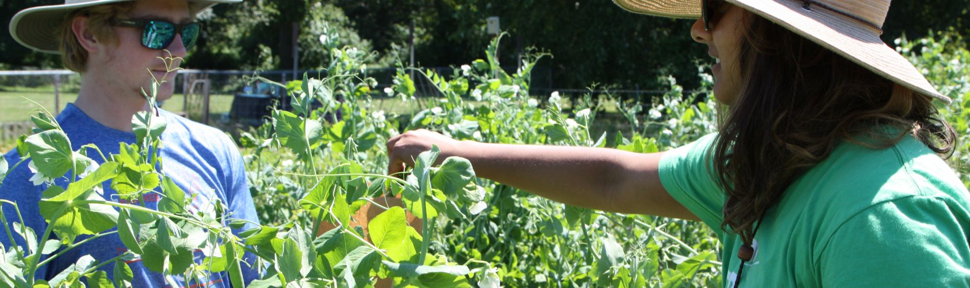 Picking Peas