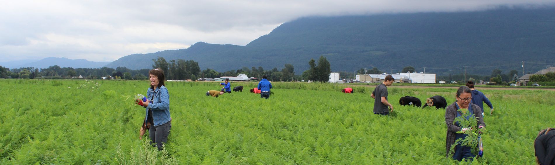 Carrot Field 