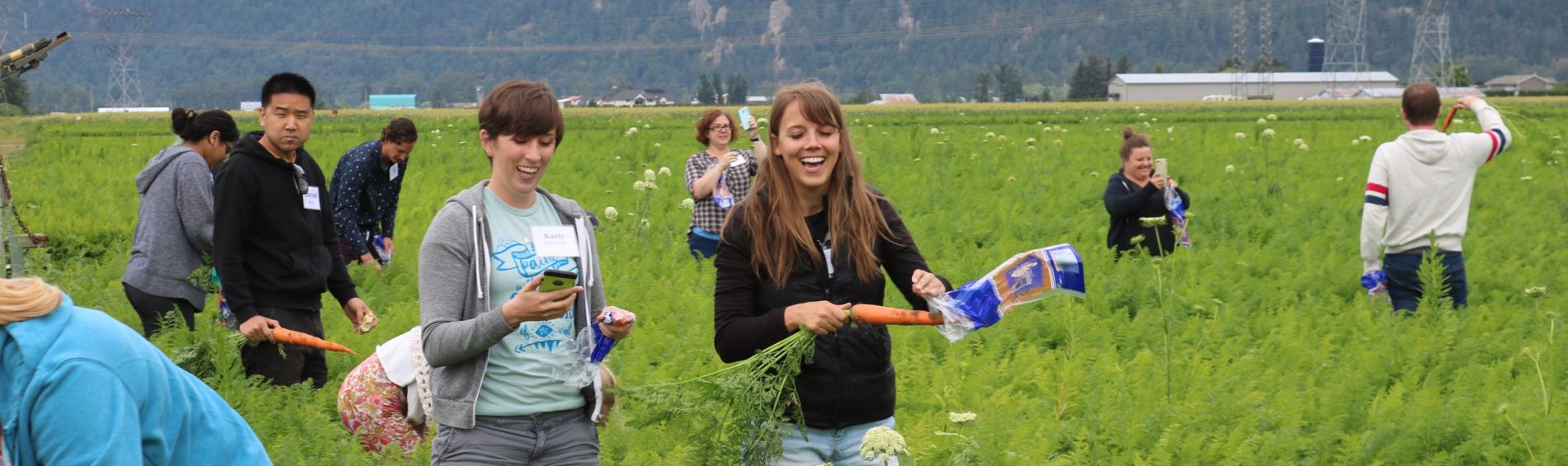 Picking Carrots