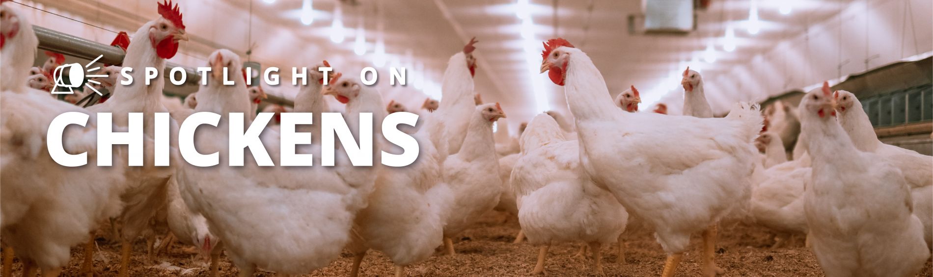 Spotlight Series on Chickens