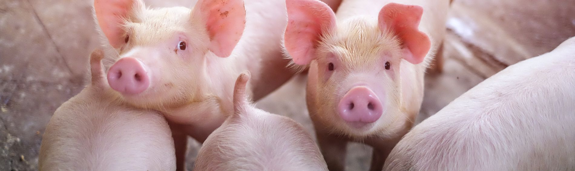 Spotlight Series on Pork
