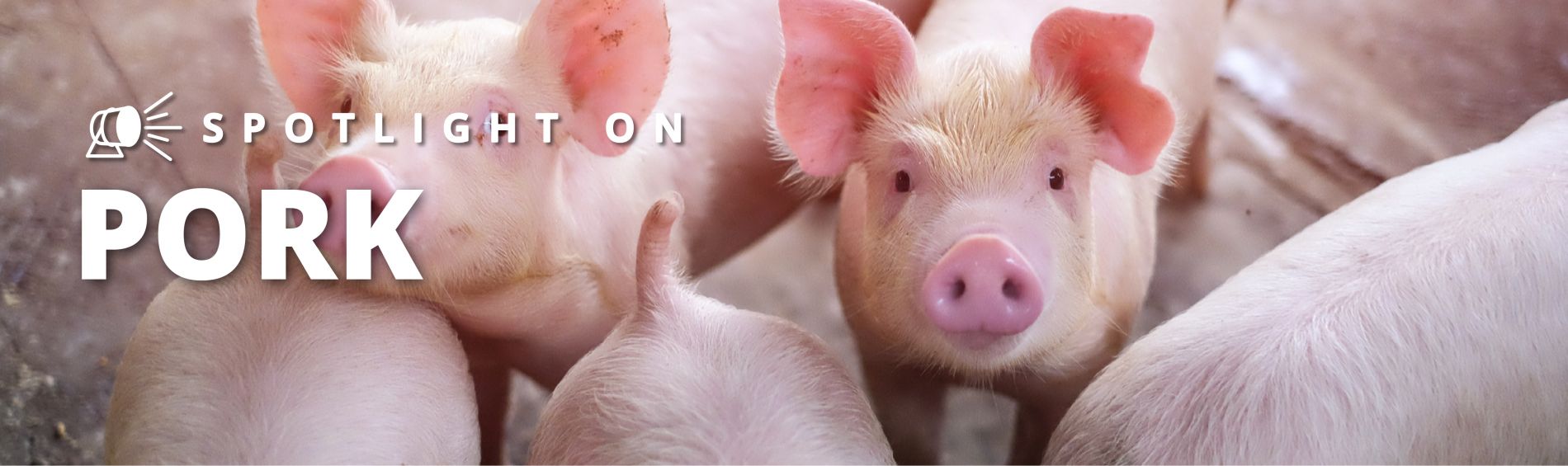 Spotlight Series on Pork