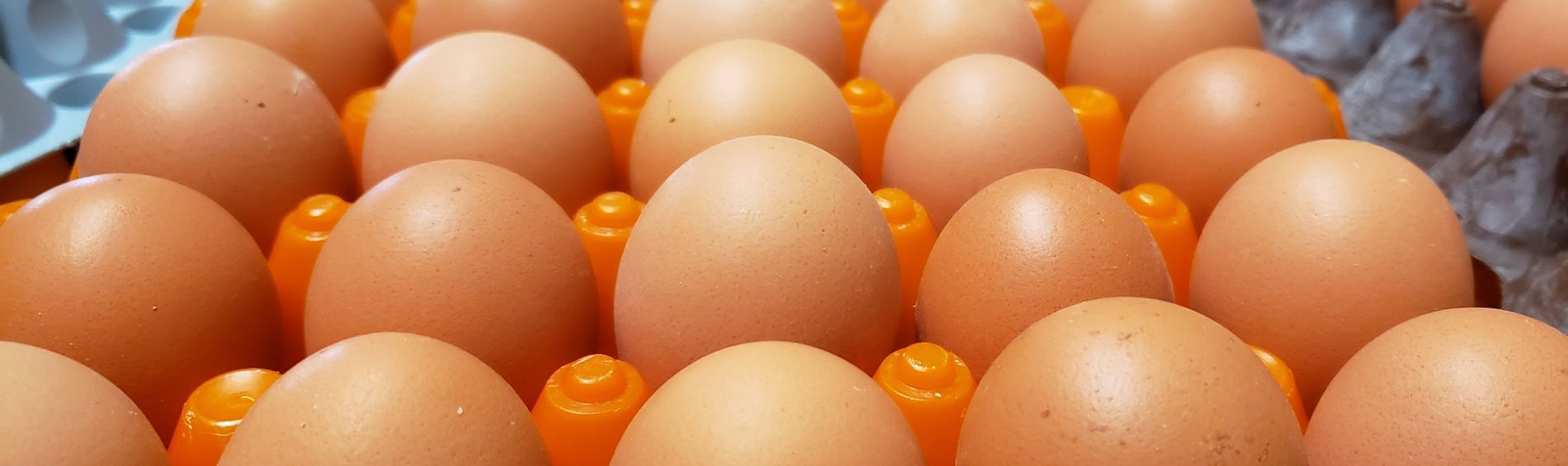 Spotlight Series on Eggs