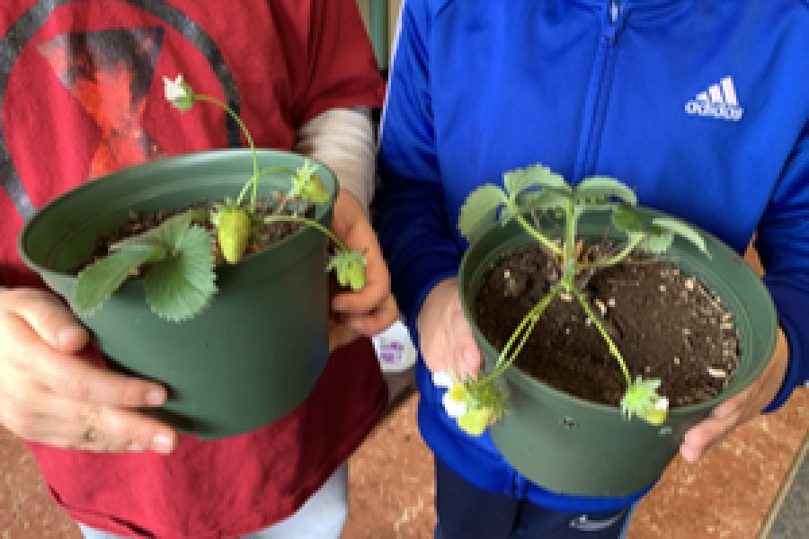 Common Ground: The Strawberry Project