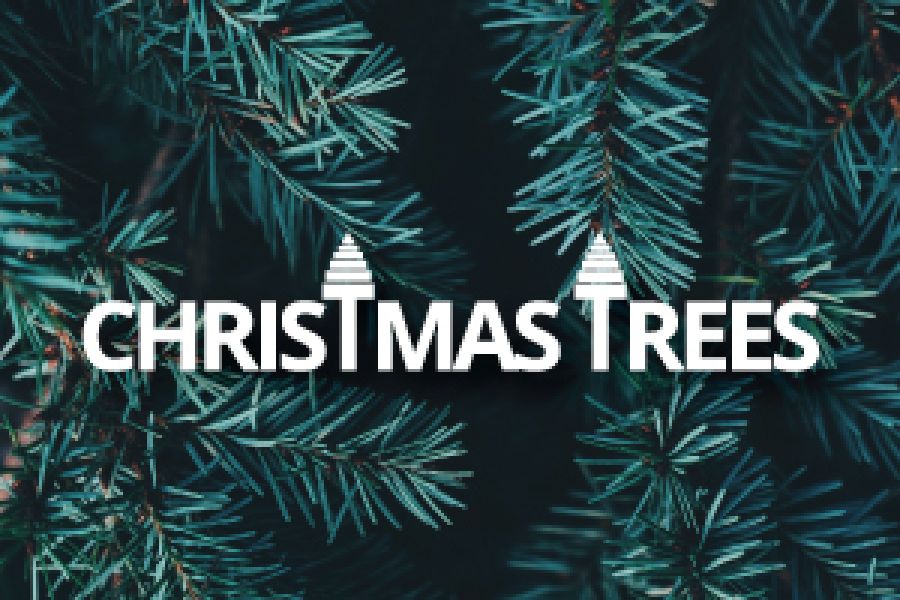 Christmas Trees 