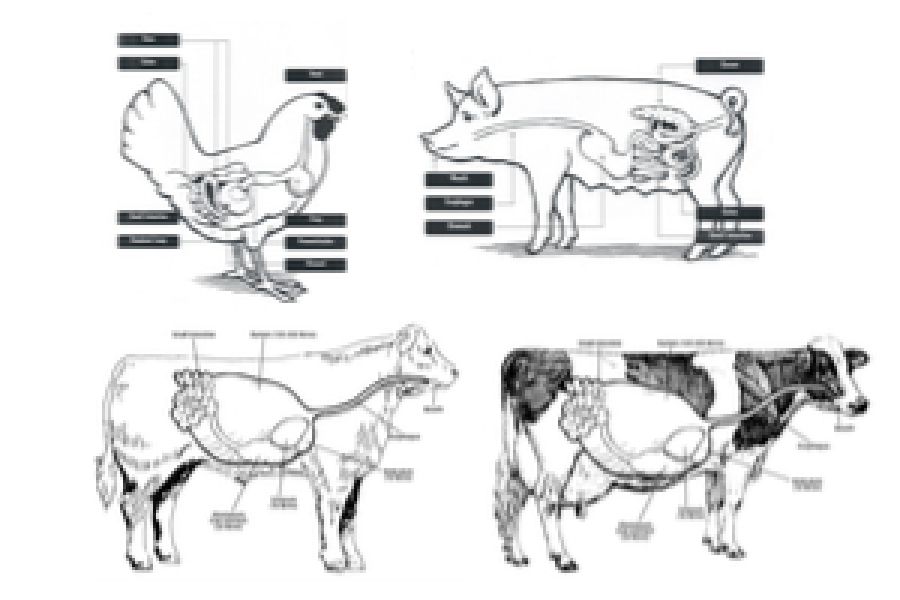 Farm Animal Digestive Systems Diagrams